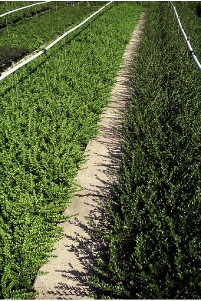 Жимолость китайська